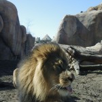 zoo lions2