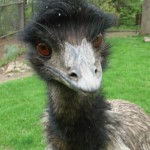 Birds at zoo