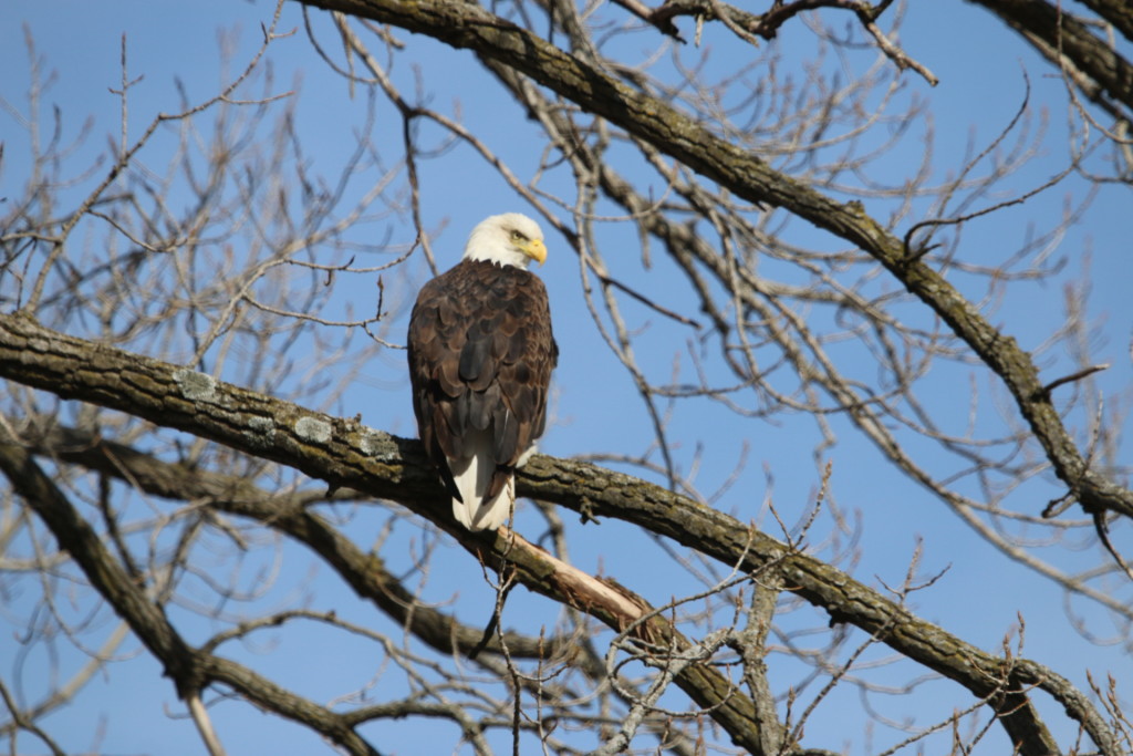 PHOTO BY DEB ROE, PEORIA AUDUBON SOCIETY  This eagle near Lacon is one of 178 spotted on a 100-mile stretch of the Illinois River between Henry and Havana on the annual Midwest Eagle Count Jan. 30.  