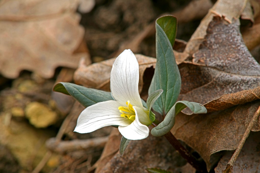 PHOTO BY MIKE MILLER This snow trillium is one of the first spring ephemerals to emerge on a north-facing slope in a small pocket of ground warmed by low-angled rays of sun on a trail in Robinson Park. 