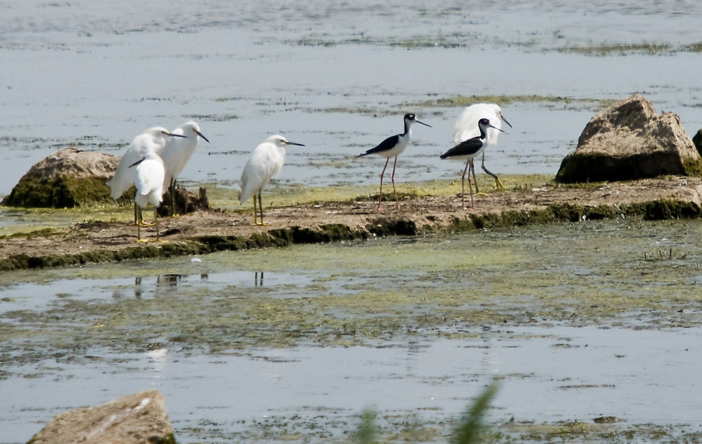 PHOTO BY DENNIS ENDICOTT, PEORIA AUDUBON SOCIETY  The Black-necked Stilt walks along mudflats with snowy egrets at Chautauqua National Wildlife Refuge. The Black-necked Stilt was once found only in the Southwestern United States but has become more common in Illinois as weather patterns change.  