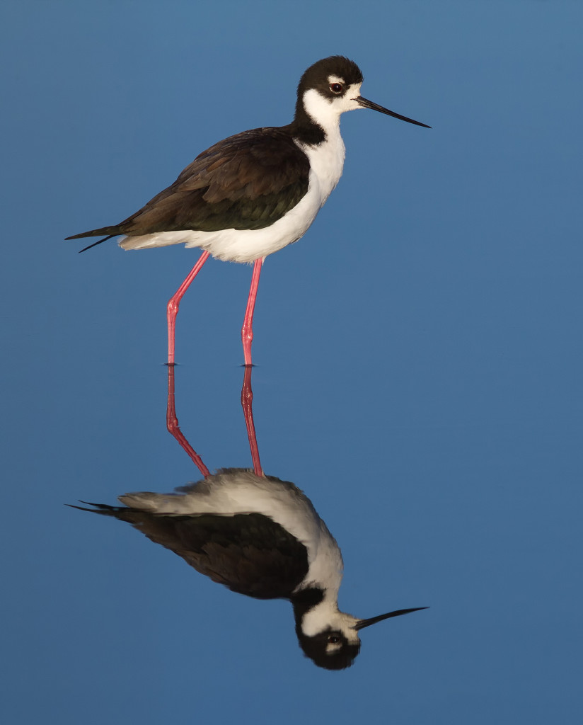PHOTO BY MIKE MILLER The Black-necked Stilt, photographed here in California, is second only to the flamingo in longest leg-to-body ratio. 