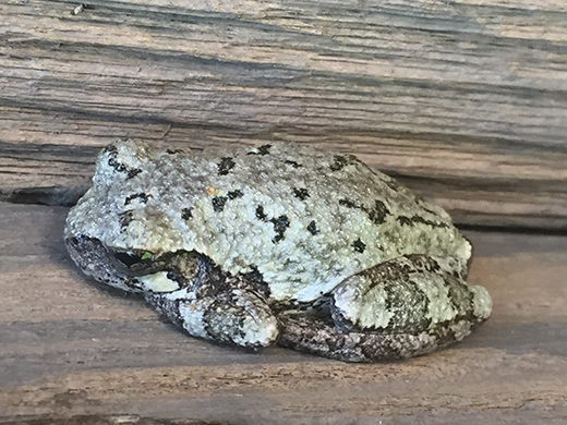 Gray treefrog