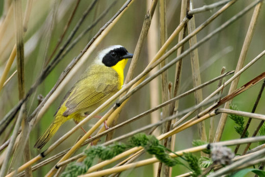 Common Yellowthroat Warbler