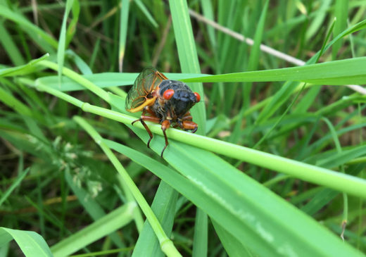 Cicada