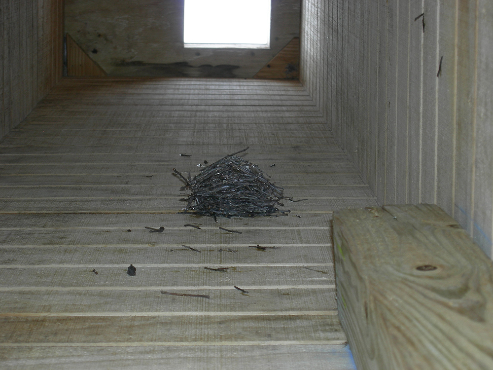 Chimney Swift nest