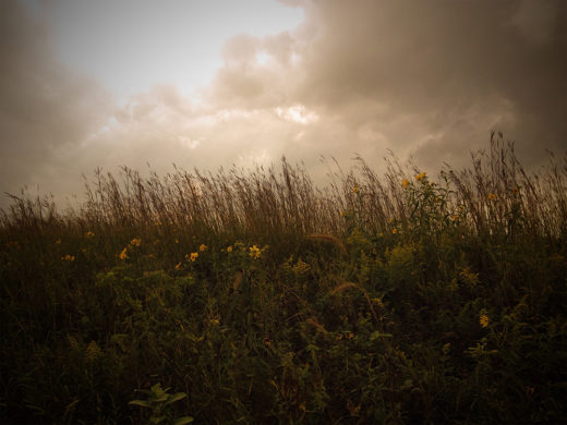 Brimfield Railroad Prairie Nature Preserve