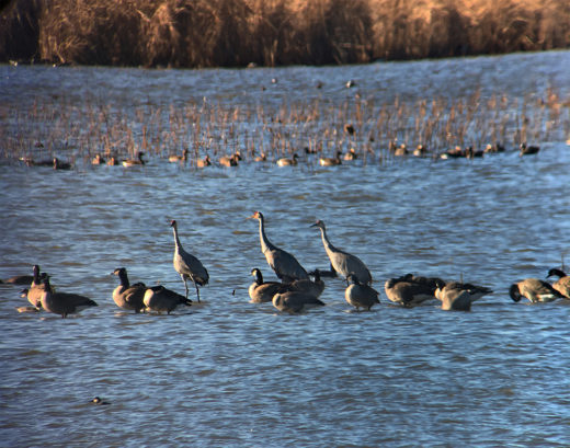 Sandhill Cranes