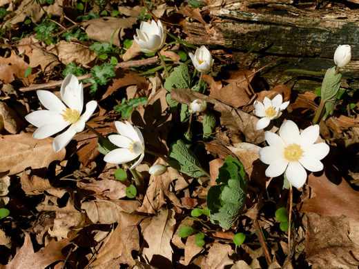 Bloodroot