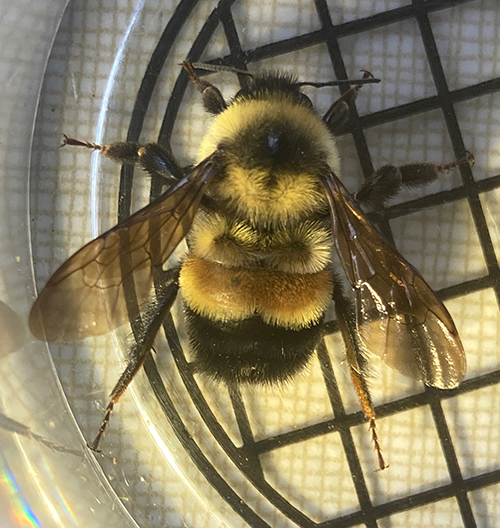 rusty-patched bumble bee