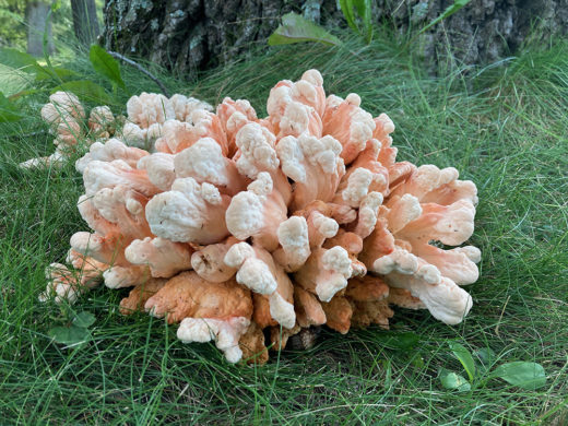 Chicken of the Woods