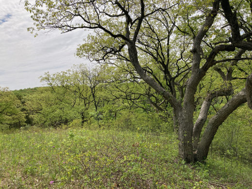 Chinquapin Oak