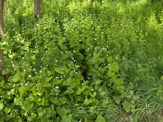 Garlic Mustard