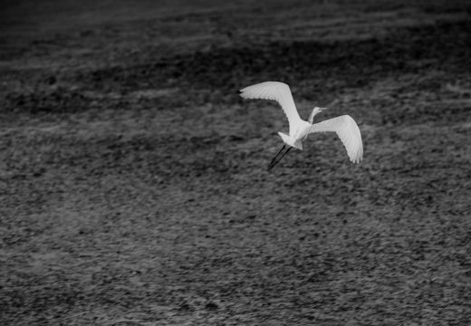 Egret