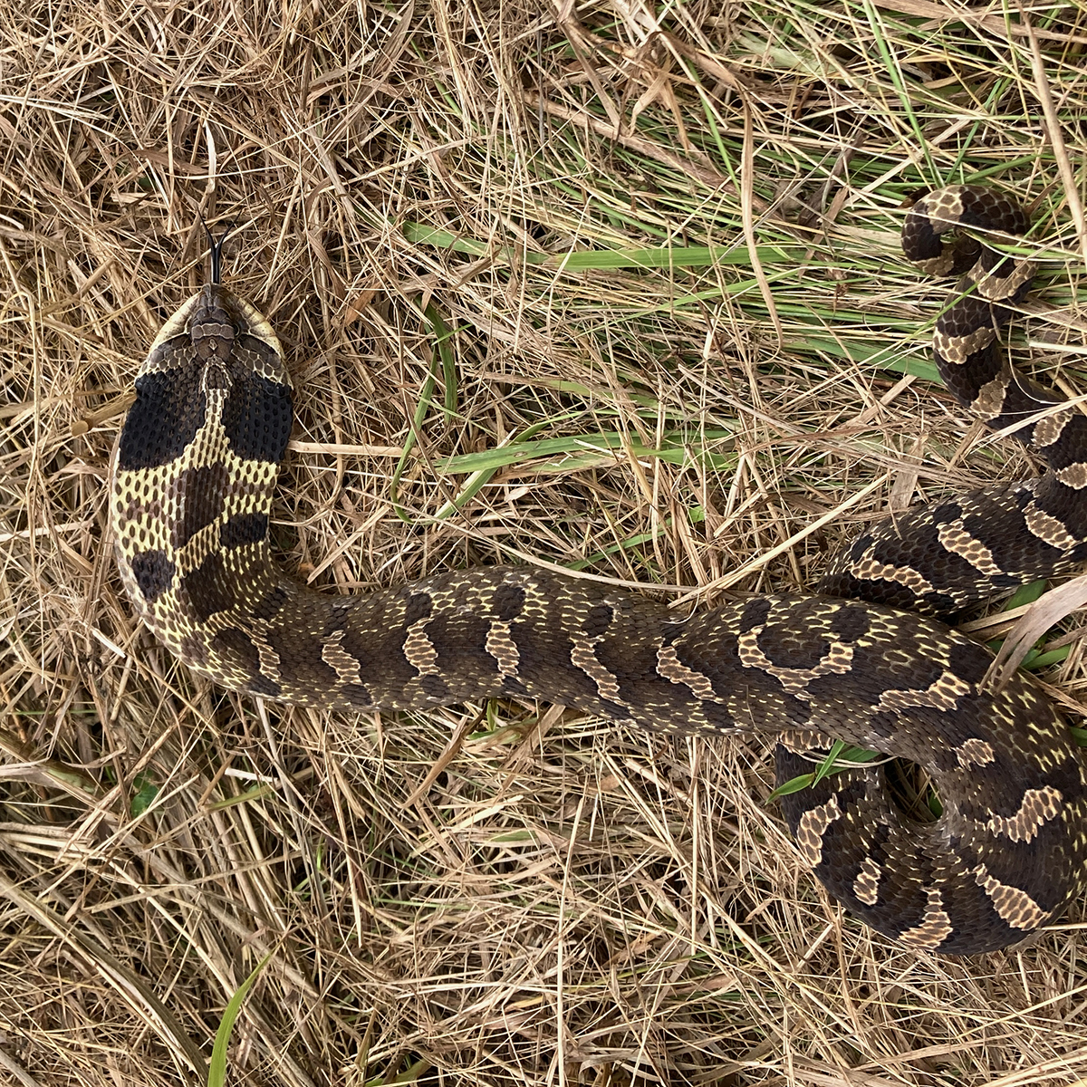 Eastern Hognose Snake playing dead Stock Photo