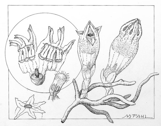 Thismia Americana was discovered growing in Cook County in 1912 and was last seen in 1916, joining an increasing list of plants becoming extinct. It is estimated that about 10,000 plants and animals now become extinct each year.