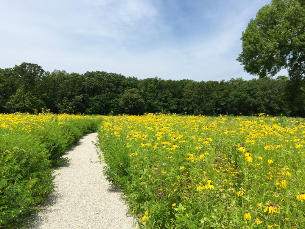 PHOTO BY MIKE MILLER This hiking trail, photographed in mid-July, cuts through prairie at Tawny Oaks, one of the largest nature preserves in Central Illinois. Peoria Park District is working on public access for the area.