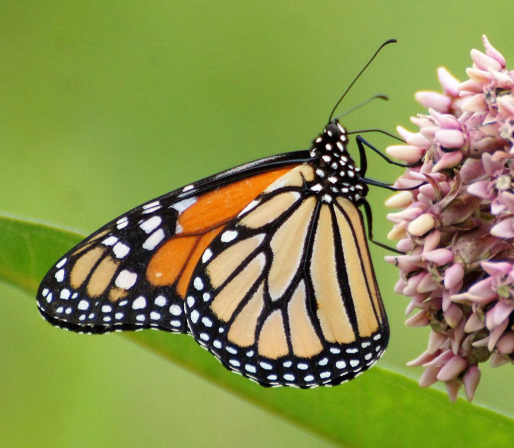 PHOTO BY MIKE INGRAM Monarch butterfly alights on a flowering Common Milkweed at Tawny Oaks Nature Preserve in Peoria.
