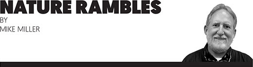 Nature Rambles
