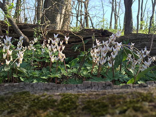 Dutchman’s Breeches