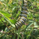 Monarch Butterfly caterpillar
