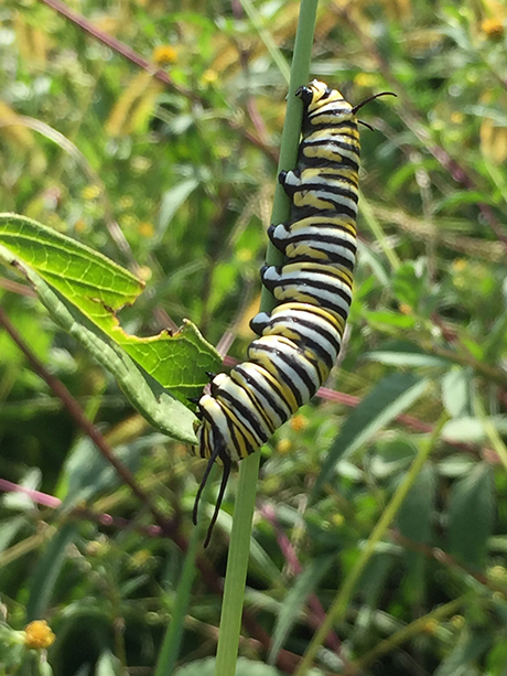 Monarch Butterfly caterpillar