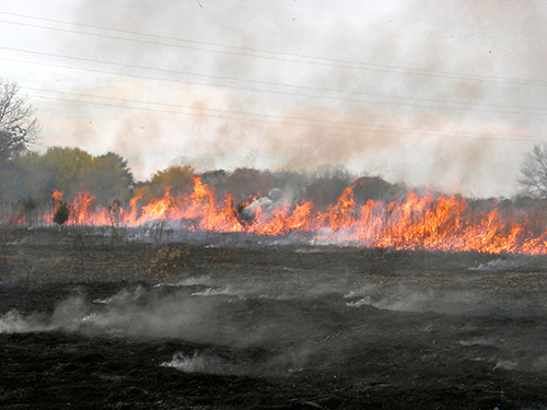Prescribed burn