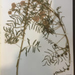 PHOTO BY MIKE MILLER