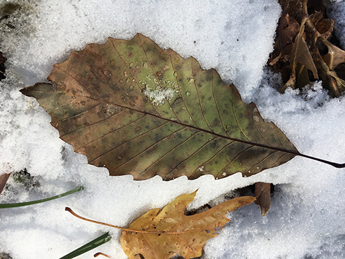 Leaf of a Chinquapin oak