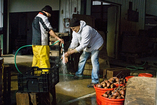 Organic farmer Henry Brockman