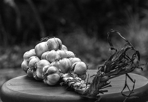Garlic