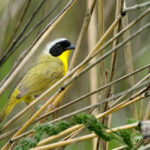 Common Yellowthroat Warbler