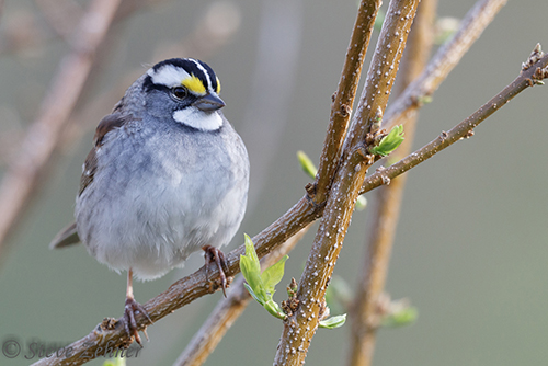 White-throated Sparrow
