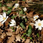 Bloodroot