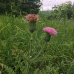 Hills Thistle