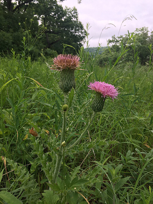 Hills Thistle