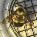 Rusty Patched Bumble Bee