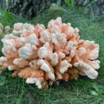 Chicken of the Woods