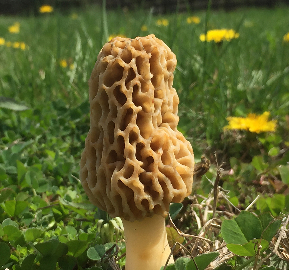 Morel Mushroom