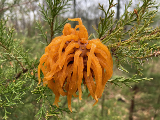 Cedar Apple Rust